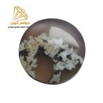 نگین شجر بهاری (کد۷۴)